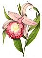 Sobralia macrantha (1847)