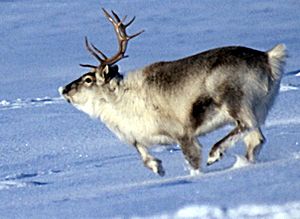 Archivo:Spitsbergen reindeer01