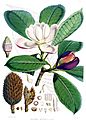 Talauma hodgsonii