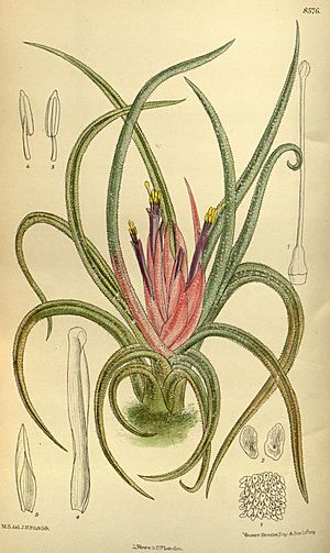 Archivo:Tillandsia benthamiana andrieuxii 140-8576