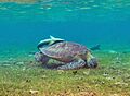 Tortue N'Gouja