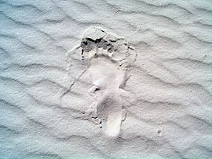 Archivo:Whitesands-footprint