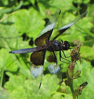 Archivo:Widow Skimmer, male