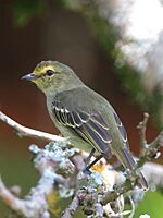 Archivo:Zimmerius chrysops Tiranuelo cejiamarillo Golden-faced Tyrannulet (13020651623)