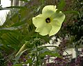 Abelmoschus manihot Flowers and Leaves 3050px