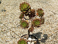 Aeonium percarneum PICT3815.jpg