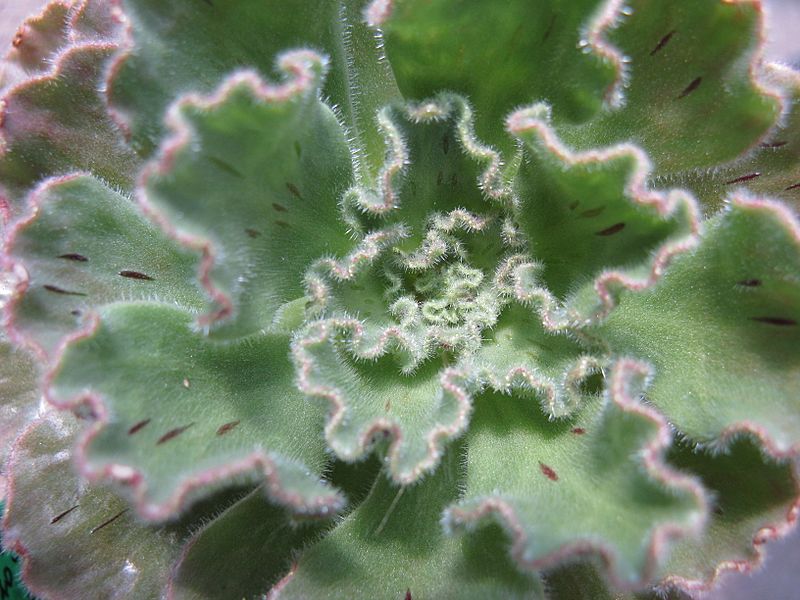 Aeonium smithii 10-5-2008 12-49-17