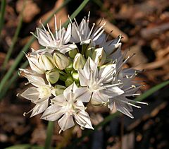 Archivo:Allium haematochiton inflorescence 2002-11-18