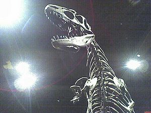 Archivo:Allosaurus skeleton