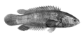 Anabas testudineus Day