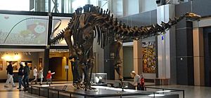 Archivo:Apatosaurus at Tellus