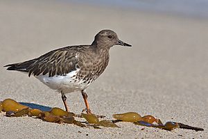 Archivo:Arenaria melanocephala
