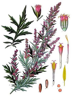 Archivo:Artemisia vulgaris - Köhler–s Medizinal-Pflanzen-016