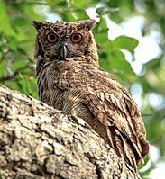 At Possa da Londra in the Brazilian Patanal (105m) - Great Horned Owl (Bubo virginianus) - note the orange irises - (24546606810)