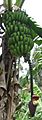 Bananier Bana Cameroun (cropped)