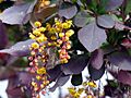 Berberis vulgaris var atro-purp. ziedai