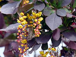 Berberis vulgaris var atro-purp. ziedai.JPG