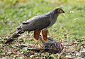 Bicoloured Hawk (Accipiter bicolor) with prey