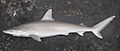 Blacknose shark nmfs