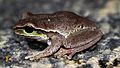 Blue Mountains Tree Frog (Litoria citropa) (8398130360)