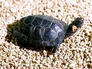 Archivo:Bog turtle sunning