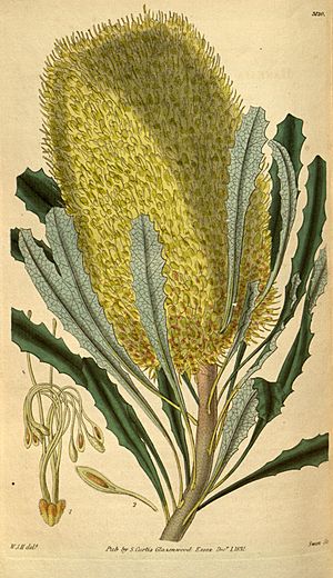 Archivo:Botanical Magazine 3120 Banksia media