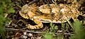 Brdavis - Phrynosoma solare