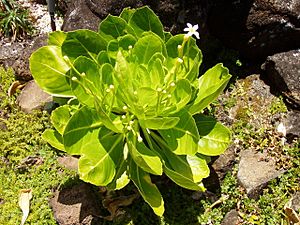 Archivo:Brighamia insignis - flowers