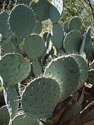 Cactus in Descanso Gardens