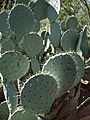 Cactus in Descanso Gardens