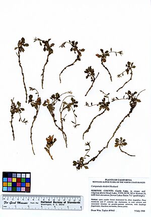 Archivo:Campanula shetleri (5940692466)