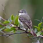 Archivo:Camptostoma obsoletum obsoletum - Southern beardless tyrannulet