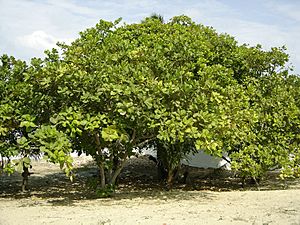 Archivo:Cashew Brazil tree