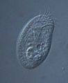 Chilodonella uncinata - 400x (9000985500)