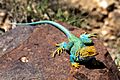 Collared Lizard (9474258012)