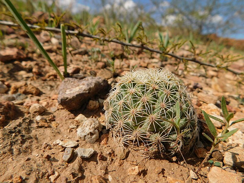 Coryphantha gracilis 2