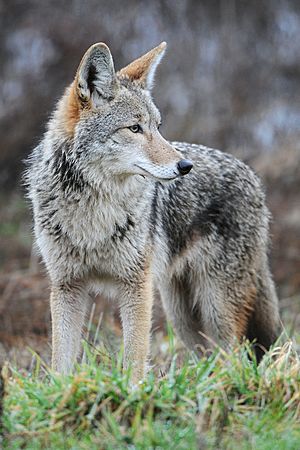 Archivo:Coyote by Rebecca Richardson