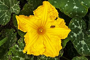Archivo:Cucurbita moschata - flower