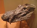 Cynognathus crateronotus - National Museum of Natural History - IMG 1987