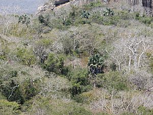 Archivo:Deciduous forest with Hyphaene petersiana