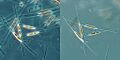 Diatoms PhC DIC