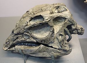 Archivo:Dryosaurus skull dinosaur national monument