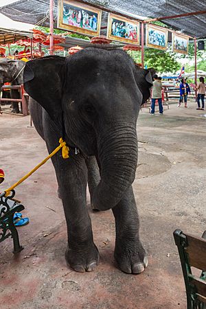 Archivo:Elefantes, Ayutthaya, Tailandia, 2013-08-23, DD 09