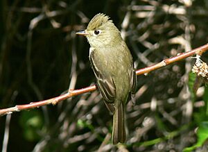 Archivo:Empidonax difficilis1