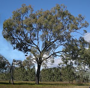 Archivo:Eucalyptus crebra tree