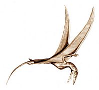Eudimorphodon BW
