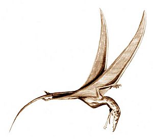 Archivo:Eudimorphodon BW