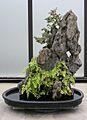 Fukien Tea (Carmona retusa)