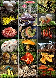 Archivo:Fungi Diversity