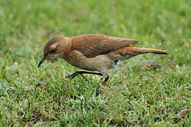 Furnarius rufus -Iguacu National Park, Parana State, Brazil-8